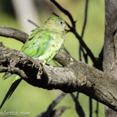 Polytelis swainsonii at Hughes, ACT - 24 Feb 2019