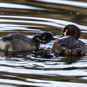 Tachybaptus novaehollandiae at Red Hill, ACT - 24 Feb 2019