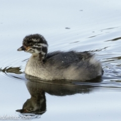 Tachybaptus novaehollandiae at Red Hill, ACT - 24 Feb 2019