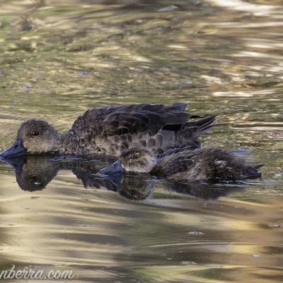 Anas gracilis (Grey Teal) at Red Hill, ACT - 24 Feb 2019 by JonSteinbeck