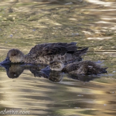 Anas gracilis (Grey Teal) at Federal Golf Course - 23 Feb 2019 by BIrdsinCanberra