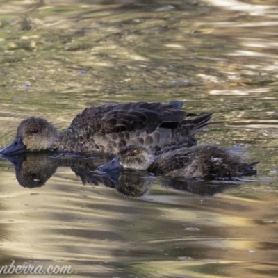 Anas gracilis (Grey Teal) at Red Hill, ACT - 23 Feb 2019 by BIrdsinCanberra