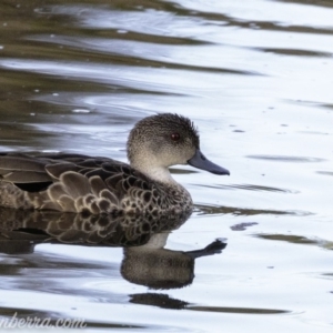 Anas gracilis at Red Hill, ACT - 24 Feb 2019