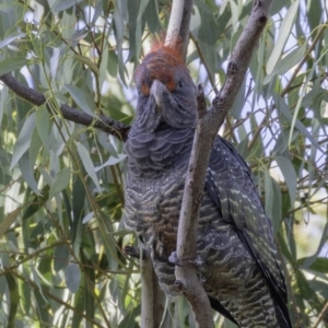 Callocephalon fimbriatum at Hughes, ACT - suppressed