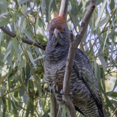 Callocephalon fimbriatum (Gang-gang Cockatoo) at Hughes Garran Woodland - 23 Feb 2019 by BIrdsinCanberra