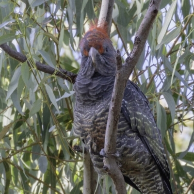 Callocephalon fimbriatum (Gang-gang Cockatoo) at Hughes, ACT - 24 Feb 2019 by BIrdsinCanberra