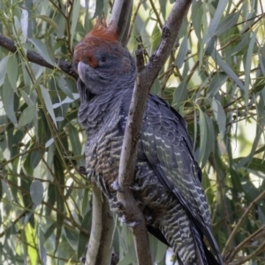 Callocephalon fimbriatum at Hughes, ACT - 24 Feb 2019