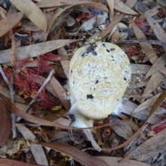 Fuligo septica (Scrambled egg slime) at Isaacs, ACT - 2 Mar 2019 by Mike