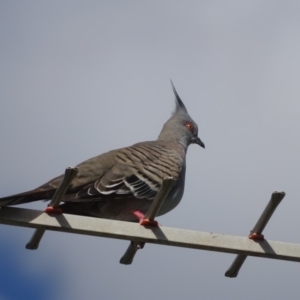 Ocyphaps lophotes at Isaacs, ACT - 2 Mar 2019 05:15 PM