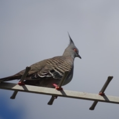 Ocyphaps lophotes (Crested Pigeon) at Isaacs, ACT - 2 Mar 2019 by Mike
