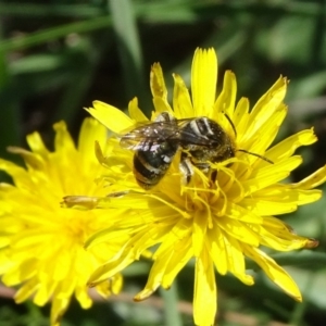 Lipotriches (Austronomia) australica at Reid, ACT - 1 Mar 2019 10:57 AM