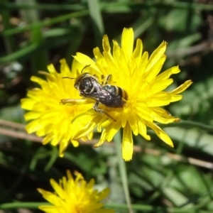 Lipotriches (Austronomia) australica at Reid, ACT - 1 Mar 2019