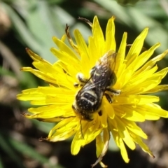 Lipotriches (Austronomia) australica at Reid, ACT - 1 Mar 2019 10:57 AM