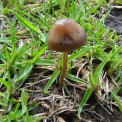 Panaeolina foenisecii (Haymakers Mushroom) at Barragga Bay, NSW - 18 Nov 2017 by Loki Lambert