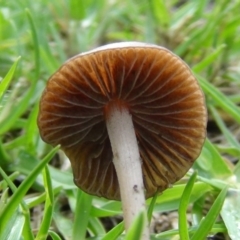 Panaeolina foenisecii at Barragga Bay, NSW - 18 Nov 2017