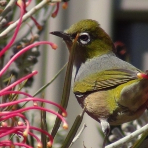 Zosterops lateralis at Bermagui, NSW - 16 Sep 2018 12:49 PM