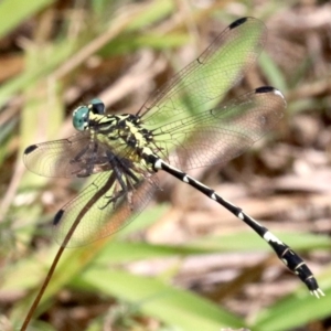 Austrogomphus (Pleiogomphus) amphiclitus at Mogo, NSW - 26 Feb 2019