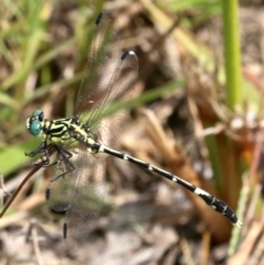 Austrogomphus (Pleiogomphus) amphiclitus at Mogo, NSW - 26 Feb 2019 01:32 PM