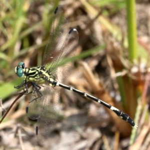 Austrogomphus (Pleiogomphus) amphiclitus at Mogo, NSW - 26 Feb 2019