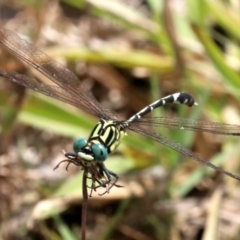 Austrogomphus (Pleiogomphus) amphiclitus at Mogo, NSW - 26 Feb 2019 01:32 PM