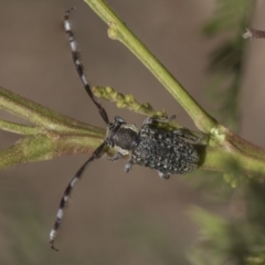 Ancita marginicollis (A longhorn beetle) at The Pinnacle - 25 Feb 2019 by AlisonMilton