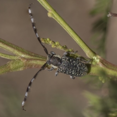 Ancita marginicollis (A longhorn beetle) at Weetangera, ACT - 26 Feb 2019 by AlisonMilton