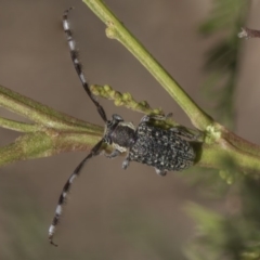 Ancita sp. (genus) (Longicorn or longhorn beetle) at Weetangera, ACT - 25 Feb 2019 by AlisonMilton