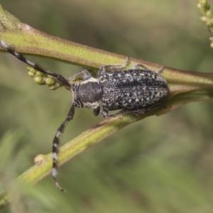 Ancita marginicollis at The Pinnacle - 26 Feb 2019