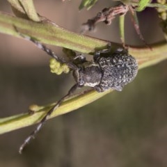 Ancita sp. (genus) at Weetangera, ACT - 26 Feb 2019