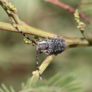 Ancita marginicollis at The Pinnacle - 26 Feb 2019