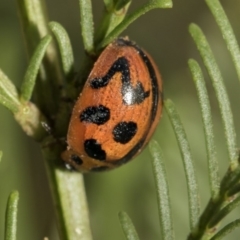 Peltoschema oceanica (Oceanica leaf beetle) at Weetangera, ACT - 26 Feb 2019 by AlisonMilton