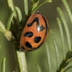 Peltoschema oceanica (Oceanica leaf beetle) at Weetangera, ACT - 25 Feb 2019 by AlisonMilton