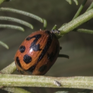 Peltoschema oceanica at Weetangera, ACT - 26 Feb 2019 08:17 AM