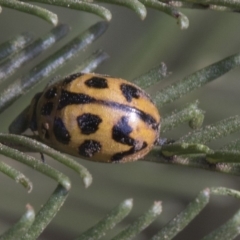 Peltoschema oceanica at Weetangera, ACT - 26 Feb 2019 08:17 AM