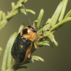 Aporocera (Aporocera) consors (A leaf beetle) at The Pinnacle - 25 Feb 2019 by Alison Milton