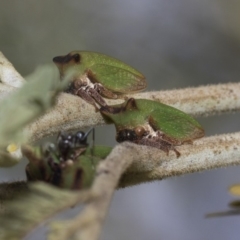 Sextius virescens (Acacia horned treehopper) at The Pinnacle - 25 Feb 2019 by Alison Milton