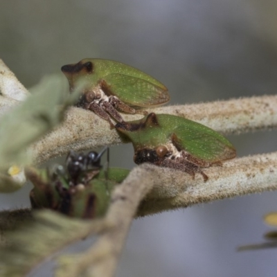 Sextius virescens (Acacia horned treehopper) at Weetangera, ACT - 25 Feb 2019 by Alison Milton