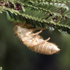 Cicadettini sp. (tribe) (Cicada) at The Pinnacle - 25 Feb 2019 by AlisonMilton