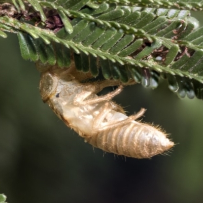 Cicadettini sp. (tribe) (Cicada) at Weetangera, ACT - 25 Feb 2019 by AlisonMilton