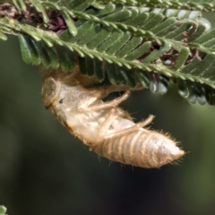 Cicadettini sp. (tribe) (Cicada) at Weetangera, ACT - 25 Feb 2019 by AlisonMilton