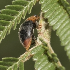 Cryptolaemus montrouzieri (Mealybug ladybird) at The Pinnacle - 25 Feb 2019 by AlisonMilton