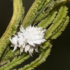 Cryptolaemus montrouzieri (Mealybug ladybird) at Weetangera, ACT - 26 Feb 2019 by AlisonMilton