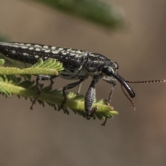 Rhinotia sp. (genus) (Unidentified Rhinotia weevil) at The Pinnacle - 26 Feb 2019 by AlisonMilton