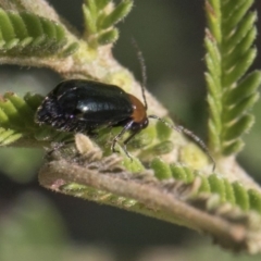 Adoxia benallae (Leaf beetle) at The Pinnacle - 25 Feb 2019 by AlisonMilton