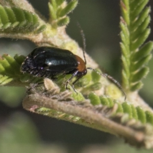 Adoxia benallae at Weetangera, ACT - 26 Feb 2019 09:04 AM