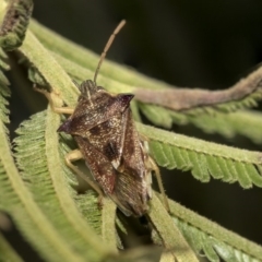 Oechalia schellenbergii (Spined Predatory Shield Bug) at The Pinnacle - 25 Feb 2019 by AlisonMilton