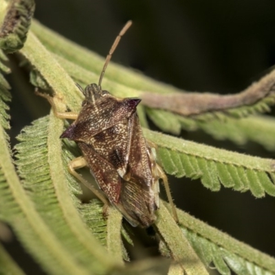 Oechalia schellenbergii (Spined Predatory Shield Bug) at The Pinnacle - 25 Feb 2019 by AlisonMilton