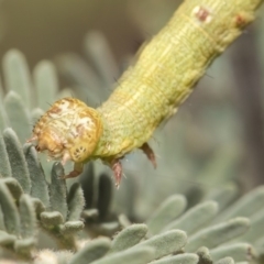 Geometridae (family) IMMATURE (Unidentified IMMATURE Geometer moths) at The Pinnacle - 25 Feb 2019 by Alison Milton