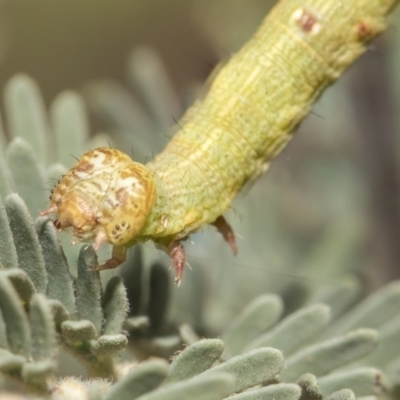 Geometridae (family) IMMATURE (Unidentified IMMATURE Geometer moths) at The Pinnacle - 25 Feb 2019 by Alison Milton