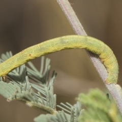 Geometridae (family) IMMATURE at Weetangera, ACT - 26 Feb 2019